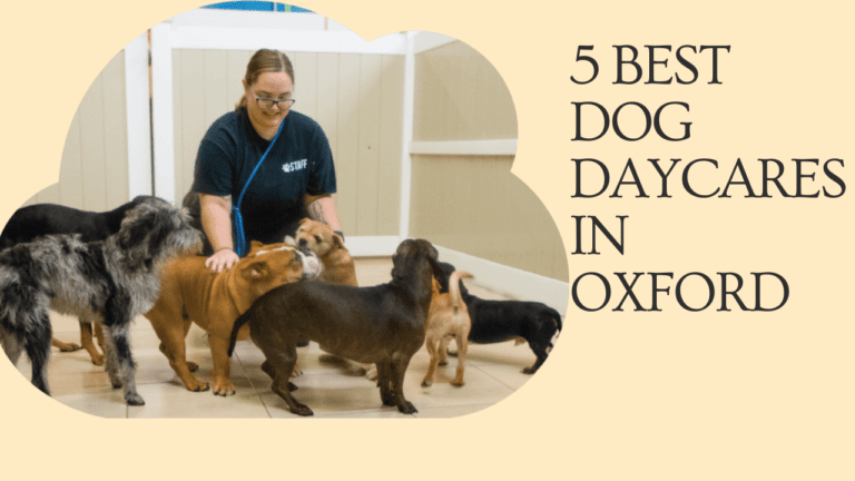 best dog daycares in Oxford